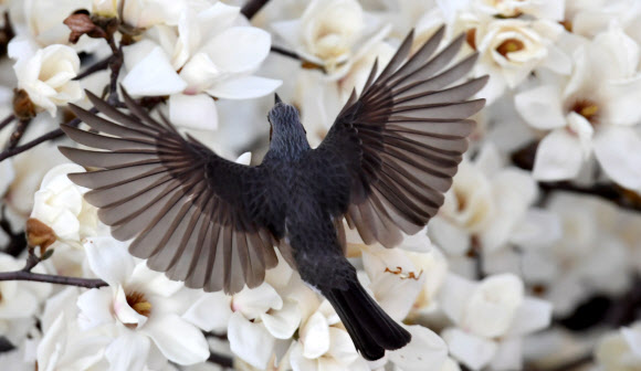 멋진 날개 뽐내는 직박구리