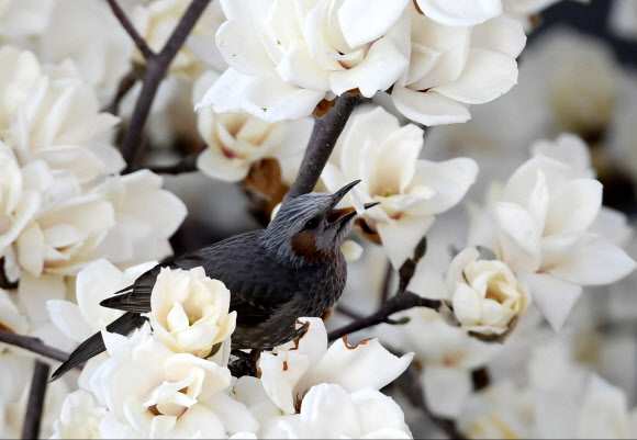 목련꽃 속 직박구리