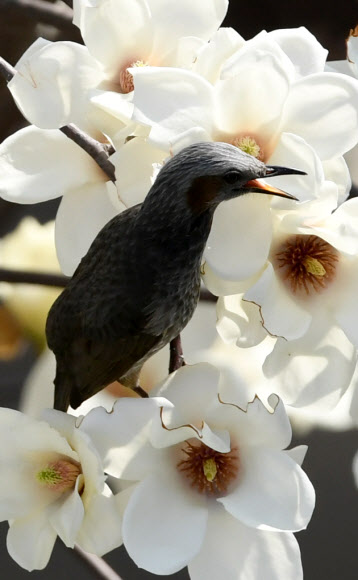 목련꽃 속 직박구리