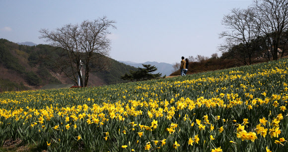 봄빛 유혹하는 수선화