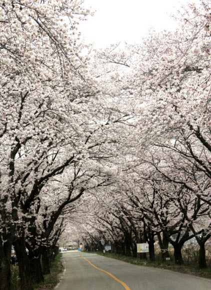 천년고도 경주에 활짝 핀 벚꽃이 관광객을 유혹하고 있다.  경주엑스포 제공=연합뉴스
