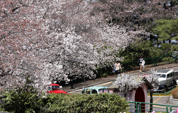 대구 낮 최고기온이 25도까지 오른 28일 오후 대구시 달서 두류동 83타워 주변에 벚꽃이 펴 시민들의 눈길을 끌고 있다.  연합뉴스