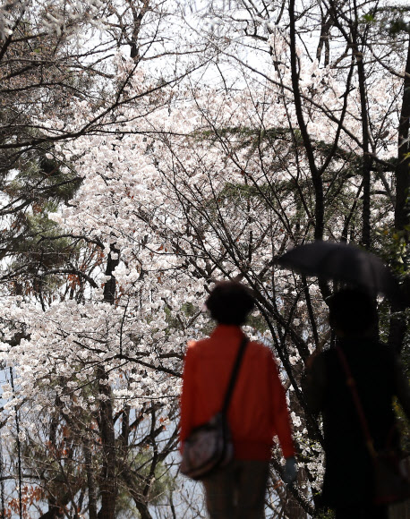 대구 낮 최고기온이 25도까지 오른 28일 오후 대구시 달서 두류동 83타워 주변에 벚꽃이 펴 시민들의 눈길을 끌고 있다.  연합뉴스