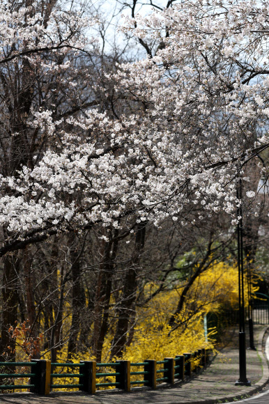 대구 낮 최고기온이 25도까지 오른 28일 오후 대구시 달서 두류동 83타워 주변에 벚꽃이 펴 시민들의 눈길을 끌고 있다.  연합뉴스