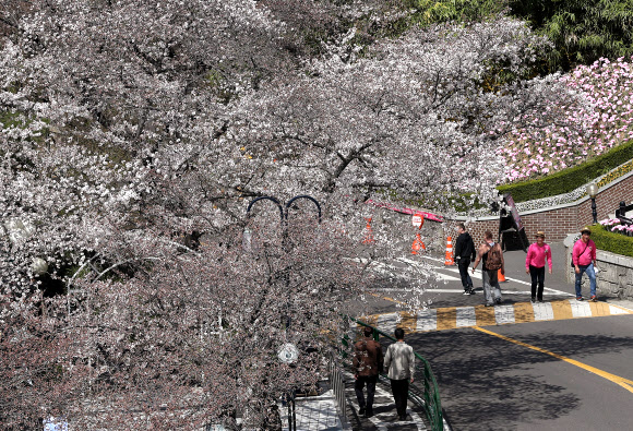대구 낮 최고기온이 25도까지 오른 28일 오후 대구시 달서 두류동 83타워 주변에 벚꽃이 펴 시민들의 눈길을 끌고 있다.  연합뉴스