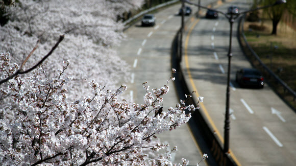 28일 대구시 북구 산격동 신천동로 주변에 활짝 핀 벚꽃 아래로 차가 지나가고 있다.  연합뉴스