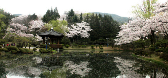 봄이 찾아온 천년고도 경주에 벚꽃이 활짝 펴 관광객을 유혹하고 있다. 사진은 보문정 벚꽃 전경.  경주엑스포 제공=연합뉴스