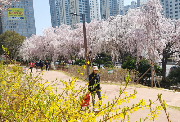 28일 부산 해운대구 우동 산책로에서 시민들이 만개한 벚꽃과 개나리를 만끽하며 산책을 즐기고 있다. 부산시는 동해남부선 폐철로 구간을 개발해 산책로(그린레일웨이)를 조성했다.  연합뉴스