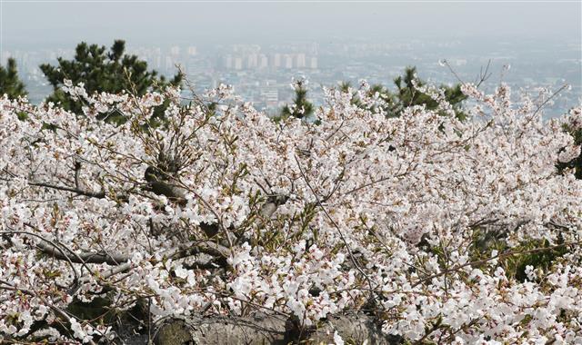 28일 제주시 건입동 사라봉 정상에 벚꽃이 활짝 펴 있다. 뉴스1