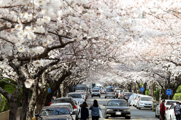 완연한 봄 날씨를 보인 28일 오후 부산 수영구 남천동에 벚꽃이 만개해 있다. 연합뉴스