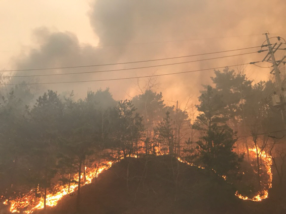 고성 산불…축구장 면적 56배 잿더미