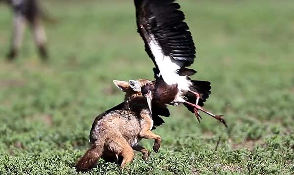 유튜브 영상 캡처.