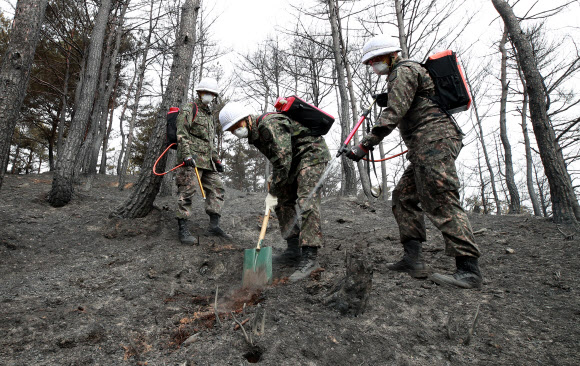 고성 산불 발생 이틀째인 29일 오전 강원도 고성군 죽왕면 가진리 야산에서 타고난 나무 밑동에서 연기가 피어오르자 군 장병들이 잔불 진화 작업을 펼치고 있다.  연합뉴스