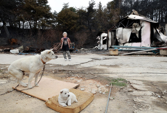 어미 잃은 강아지와 화마가 앗아간 집