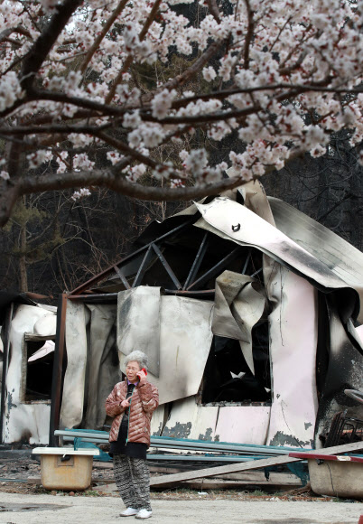 산불이 지나간 뒤, 비현실적인 봄