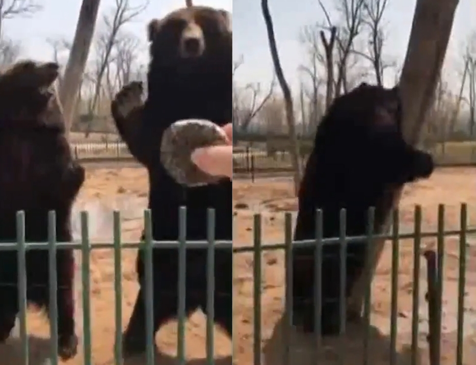 관광객으로부터 비스킷을 받지 못해 나무 기둥 잡고 삐친 곰 모습(유튜브 영상 캡처)