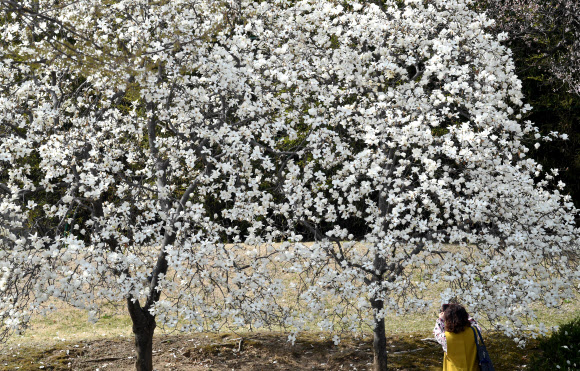 하얀 목련이 활짝 핀 오죽헌의 봄