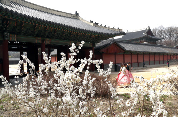 창덕궁에 핀 우리 꽃 미선나무