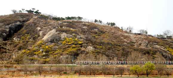 봄, 도심의 산은 노란옷 갈아입는 중