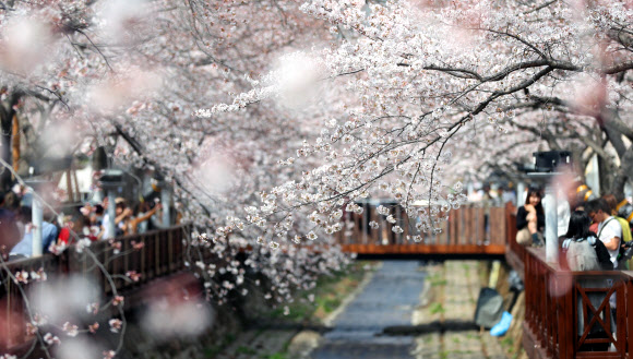 진해 벚꽃 펑펑