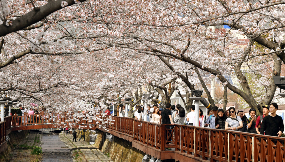 전국 최대 벚꽃축제인 제56회 진해군항제 개막을 앞둔 29일 오후 경남 창원시 진해구 여좌천 일대 벚꽃이 활짝 펴 홍콩 ?대만등 외국관광객과 시민들의 발길이 이어지고 있다. 군항제는 오는 31일 전야제를 시작으로 4월 10일까지 다양한 행사로 열린다. 경남신문 제공