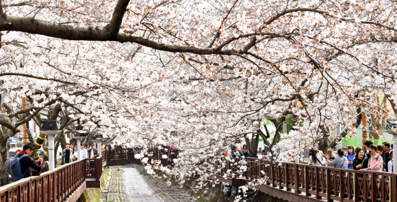 전국 최대 벚꽃축제인 제56회 진해군항제 개막을 앞둔 29일 오후 경남 창원시 진해구 여좌천 일대 벚꽃이 활짝 펴 홍콩 ?대만등 외국관광객과 시민들의 발길이 이어지고 있다. 군항제는 오는 31일 전야제를 시작으로 4월 10일까지 다양한 행사로 열린다. 경남신문 제공