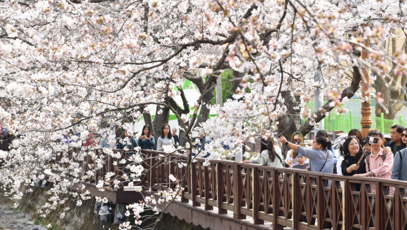 전국 최대 벚꽃축제인 제56회 진해군항제 개막을 앞둔 29일 오후 경남 창원시 진해구 여좌천 일대 벚꽃이 활짝 펴 홍콩 ?대만등 외국관광객과 시민들의 발길이 이어지고 있다. 군항제는 오는 31일 전야제를 시작으로 4월 10일까지 다양한 행사로 열린다. 경남신문 제공