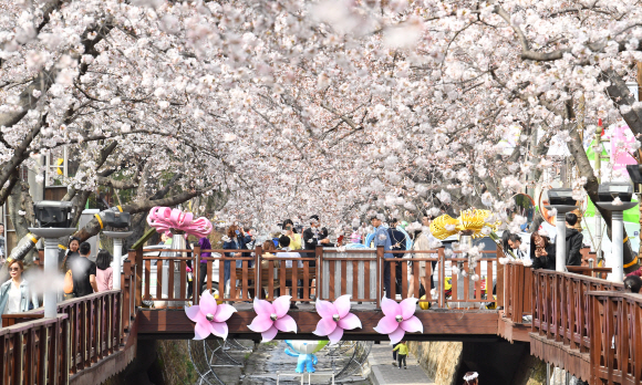전국 최대 벚꽃축제인 제56회 진해군항제 개막을 앞둔 29일 오후 경남 창원시 진해구 여좌천 일대 벚꽃이 활짝 펴 홍콩 ?대만등 외국관광객과 시민들의 발길이 이어지고 있다. 군항제는 오는 31일 전야제를 시작으로 4월 10일까지 다양한 행사로 열린다. 경남신문 제공