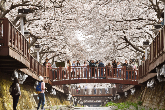 전국 최대 벚꽃축제인 제56회 진해군항제 개막을 앞둔 29일 오후 경남 창원시 진해구 여좌천 일대 벚꽃이 활짝 펴 홍콩 ?대만등 외국관광객과 시민들의 발길이 이어지고 있다. 군항제는 오는 31일 전야제를 시작으로 4월 10일까지 다양한 행사로 열린다. 경남신문 제공