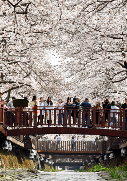 전국 최대 벚꽃축제인 제56회 진해군항제 개막을 앞둔 29일 오후 경남 창원시 진해구 여좌천 일대 벚꽃이 활짝 펴 홍콩 ?대만등 외국관광객과 시민들의 발길이 이어지고 있다. 군항제는 오는 31일 전야제를 시작으로 4월 10일까지 다양한 행사로 열린다. 경남신문 제공