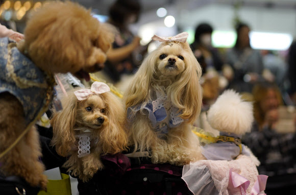토이 푸들이 29일(현지시간) 일본 도쿄에서 열린 ‘the ‘Interpets’ international pet fair’서 유모차에 앉아 있다. EPA 연합뉴스