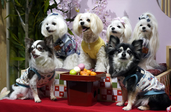 반려견들이 29일(현지시간) 일본 도쿄에서 열린 ‘the ‘Interpets’ international pet fair’ 중 부스에서 포즈를 취하고 있다. EPA 연합뉴스