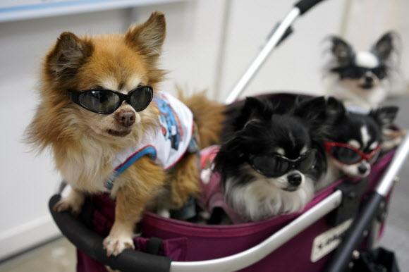 치와와들이 29일(현지시간) 일본 도쿄에서 열린 ‘the ‘Interpets’ international pet fair’서 선글라스를 쓰고 유모차에 앉아 있다. EPA 연합뉴스