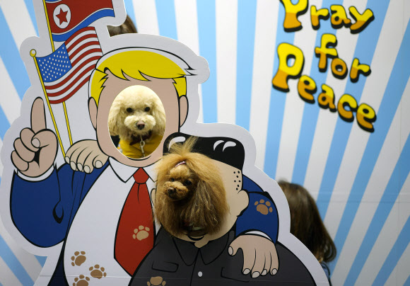 반려견들이 29일(현지시간) 일본 도쿄에서 열린 ‘the ‘Interpets’ international pet fair’서 사진을 찍기 위해 포즈를 취하고 있다. EPA 연합뉴스