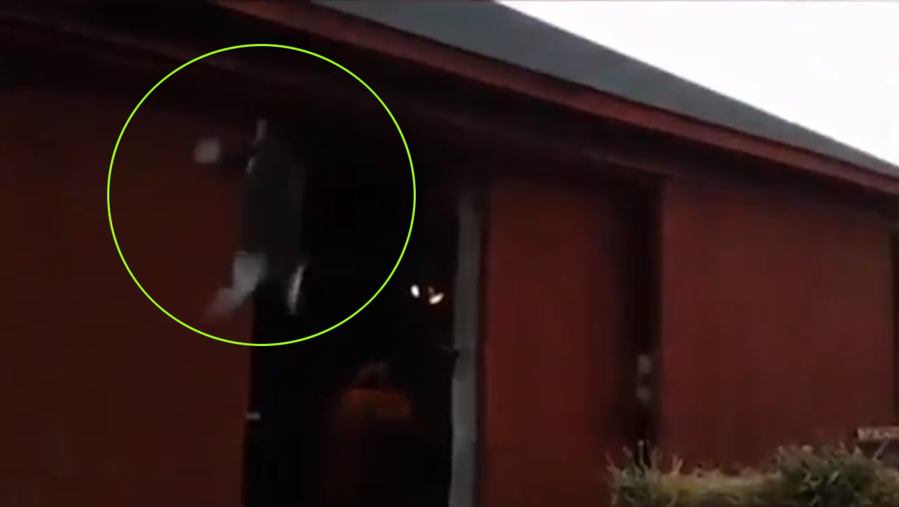 충분히 올라갈 수 있을 거라고 판단한 고양이의 황당한 점프 실력 모습(유튜브 영상 캡처)