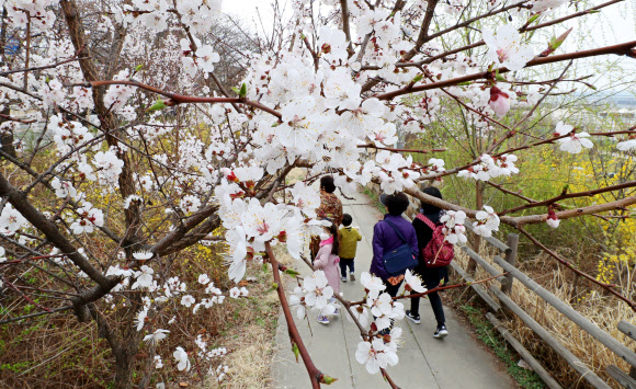 벚꽃 만개한 한강