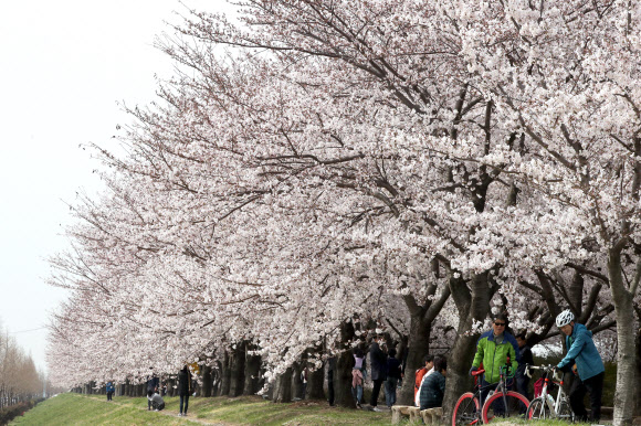 낙동강변 연분홍 물결