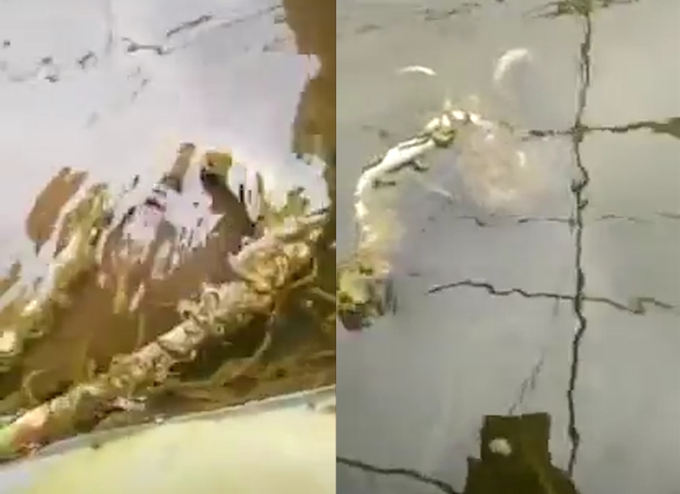 중국 어느 물 속에서 확인되지 않은 정체불명 생명체로부터 공격 당하는 뱀의 모습(유튜브 영상 캡처)