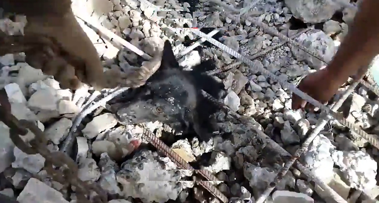 이라크 모술 재건현장에서 개 한마리가 땅 속에 갇혀 있다 시민들의 도움으로’극적 탈출’ 순간(유튜브 영상 캡처)