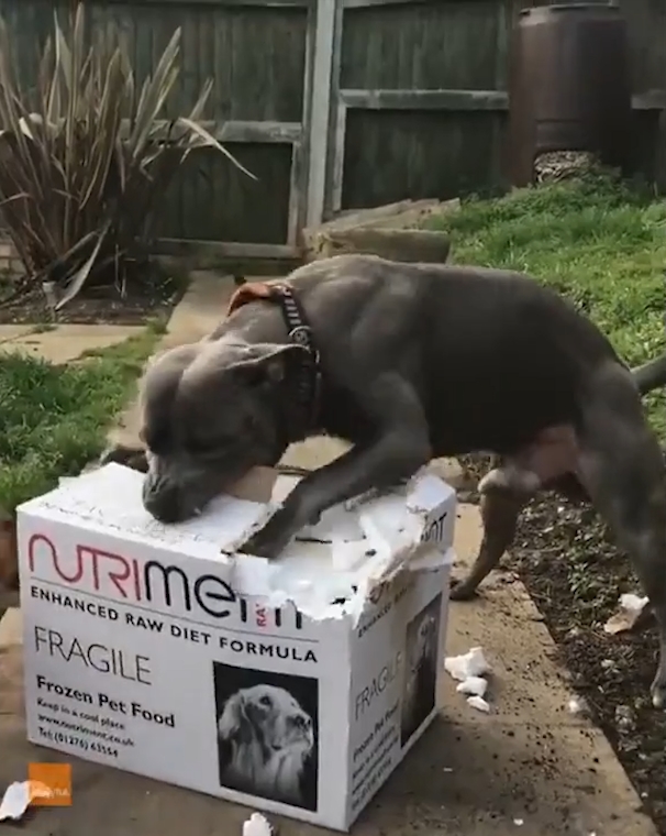 박스 뜯는 개(유튜브 영상 캡처)