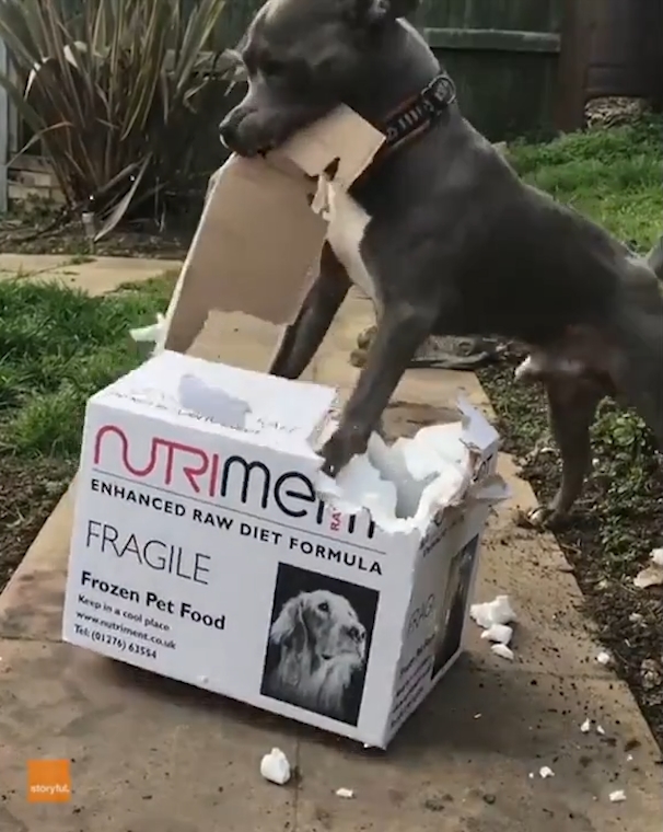 박스 뜯는 개(유튜브 영상 캡처)