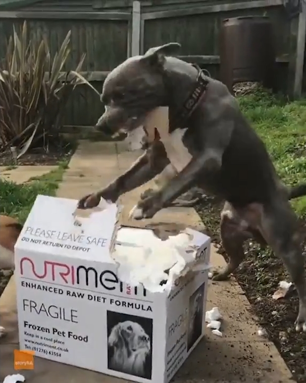 박스 뜯는 개(유튜브 영상 캡처)