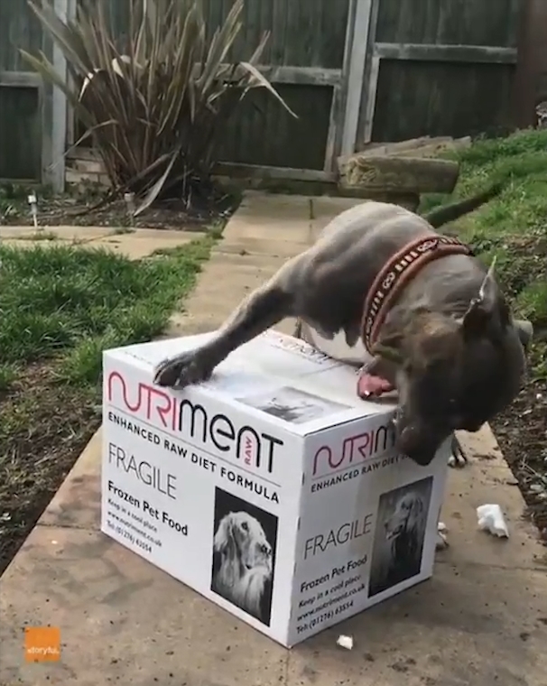 박스 뜯는 개(유튜브 영상 캡처)