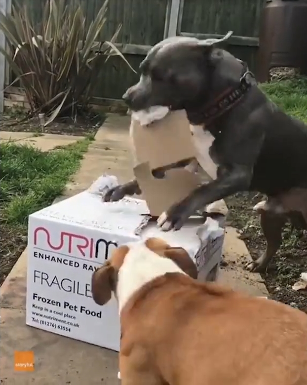 박스 뜯는 개(유튜브 영상 캡처)