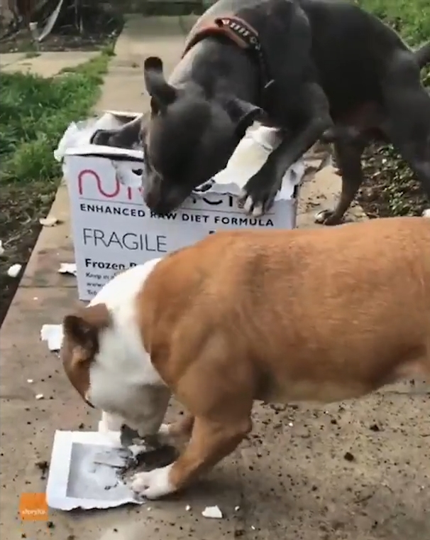 박스 뜯는 개(유튜브 영상 캡처)