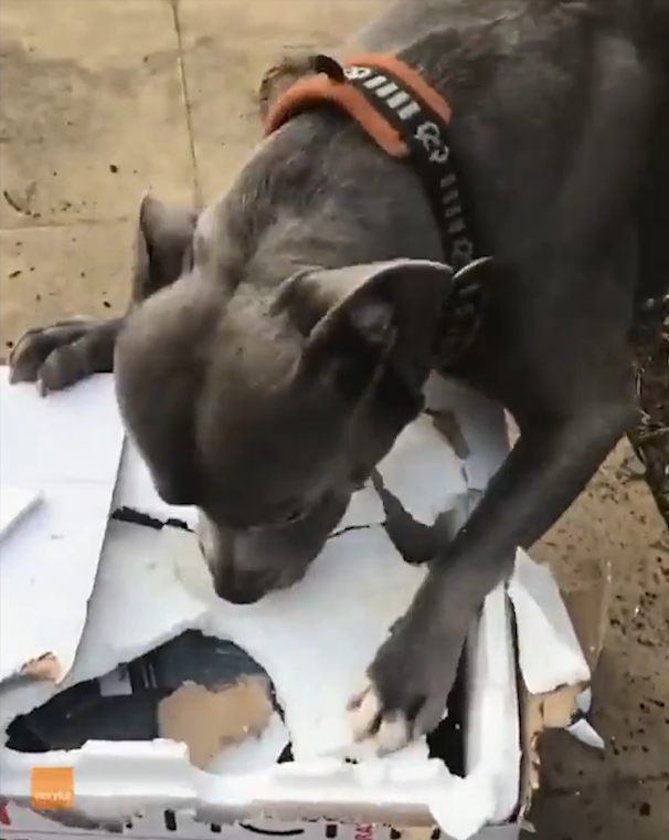 박스 뜯는 개(유튜브 영상 캡처)