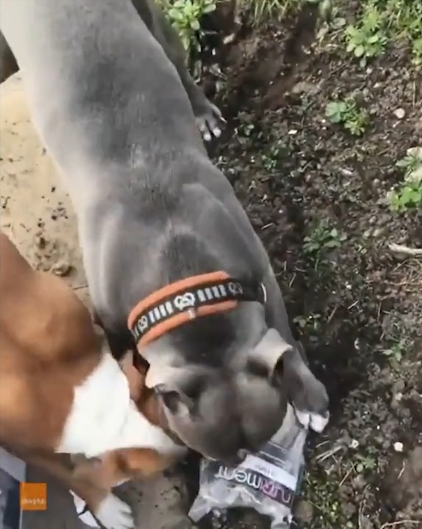 박스 뜯는 개(유튜브 영상 캡처)