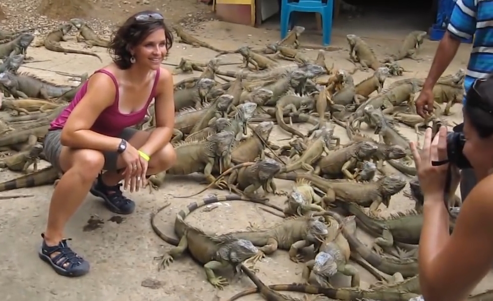 수 백마리의 이구아나떼 모습(유튜브 영상 캡처)