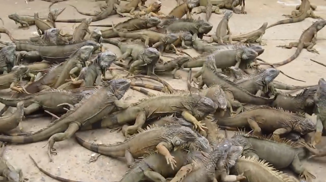 수 백마리의 이구아나떼 모습(유튜브 영상 캡처)