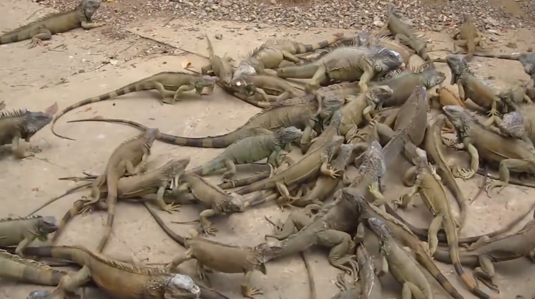 수 백마리의 이구아나떼 모습(유튜브 영상 캡처)